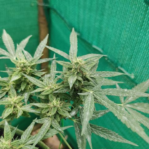 BCN Critical XXL growlog timeline photo