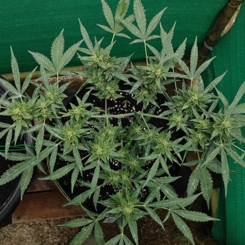BCN Critical XXL growlog timeline photo