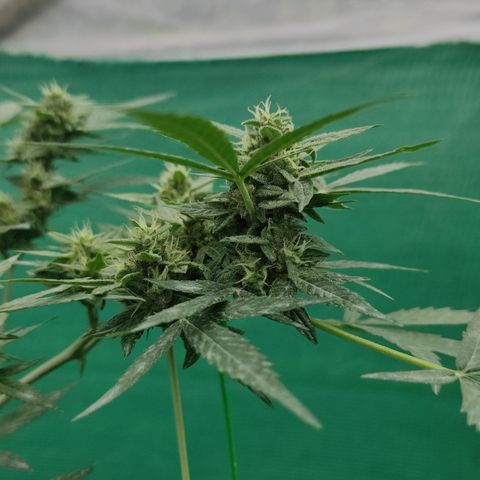 BCN Critical XXL growlog timeline photo