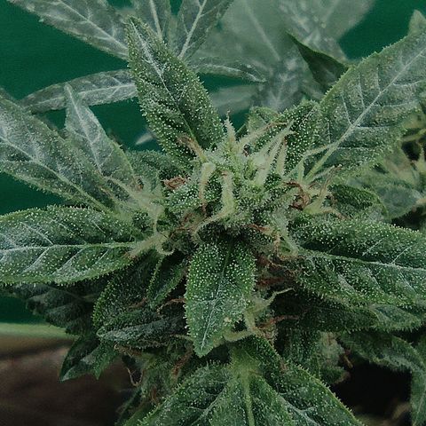 BCN Critical XXL growlog timeline photo