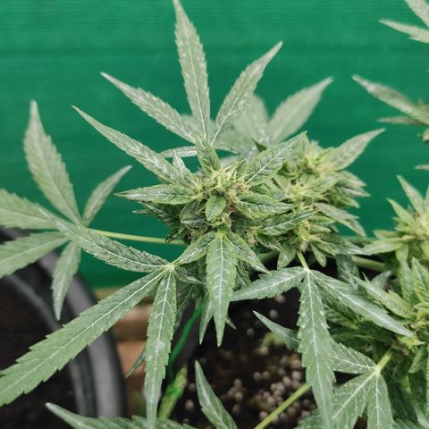 BCN Critical XXL growlog timeline photo