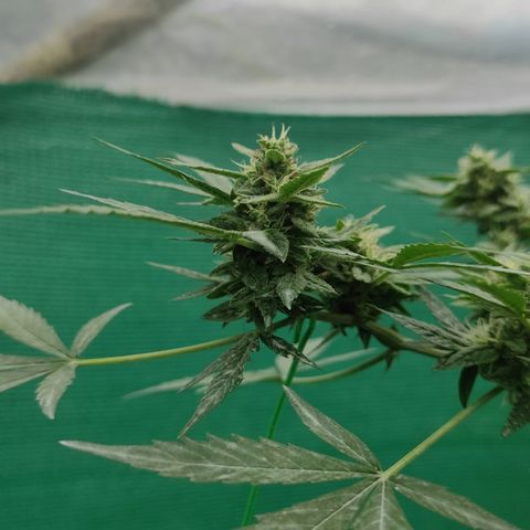 BCN Critical XXL growlog timeline photo