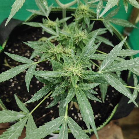 BCN Critical XXL growlog timeline photo