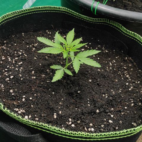 Blue Forest Berry growlog timeline photo