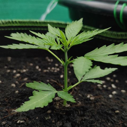 Blue Forest Berry growlog timeline photo