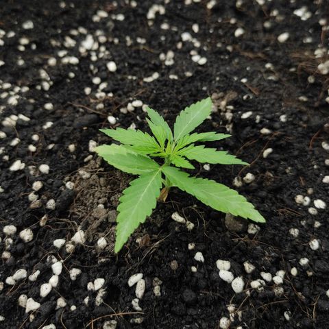 Monkey Glue growlog timeline photo