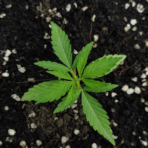 Monkey Glue growlog timeline photo