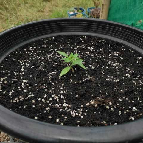 Monkey Glue growlog timeline photo