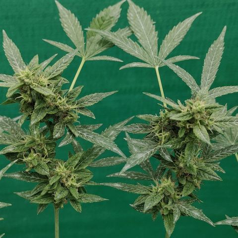 BCN Critical XXL growlog timeline photo