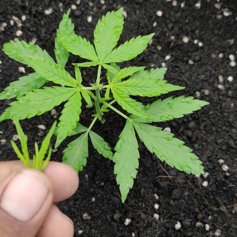 Blue Forest Berry growlog timeline photo