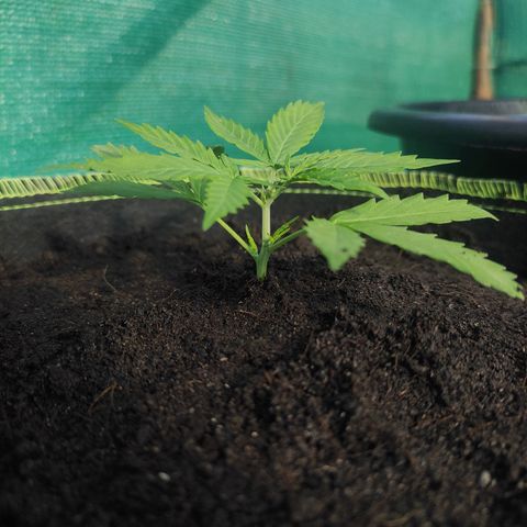 Blue Forest Berry growlog timeline photo