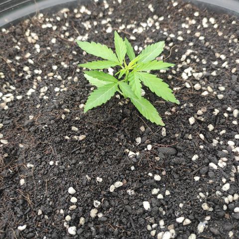 Monkey Glue growlog timeline photo