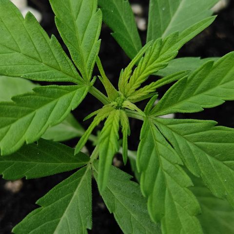 Monkey Glue growlog timeline photo