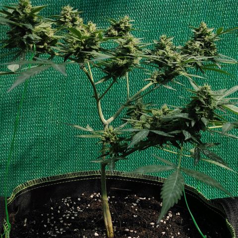 BCN Critical XXL growlog timeline photo