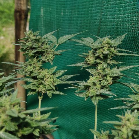 BCN Critical XXL growlog timeline photo