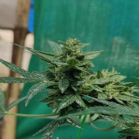 BCN Critical XXL growlog timeline photo