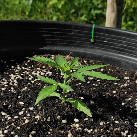 Monkey Glue growlog timeline photo