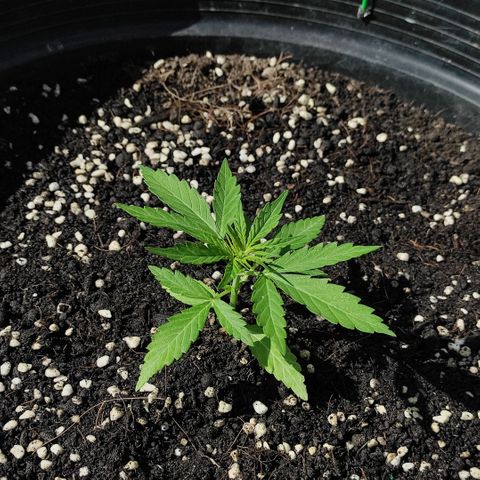 Monkey Glue growlog timeline photo