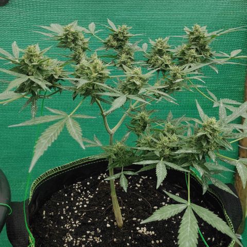 BCN Critical XXL growlog timeline photo