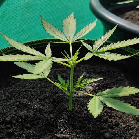 Blue Forest Berry growlog timeline photo