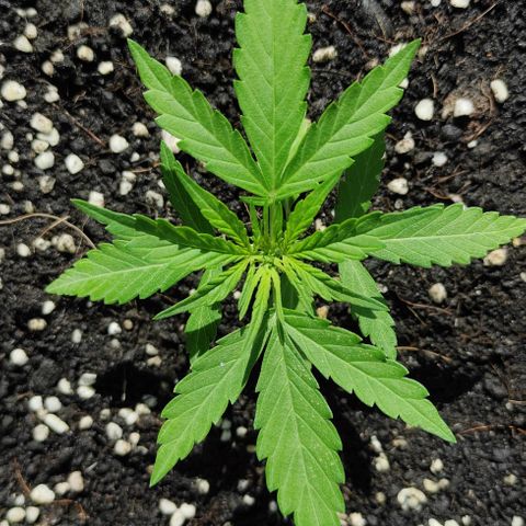 Monkey Glue growlog timeline photo