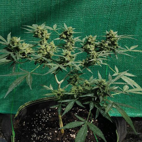 BCN Critical XXL growlog timeline photo