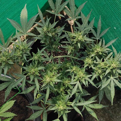 BCN Critical XXL growlog timeline photo