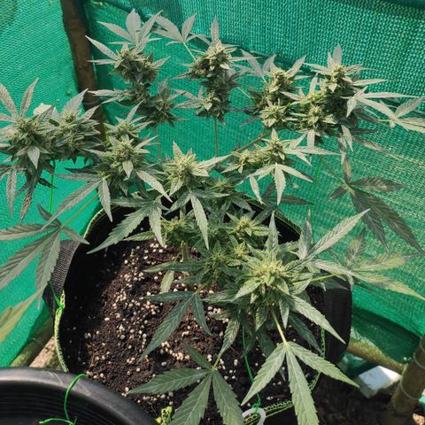BCN Critical XXL growlog timeline photo