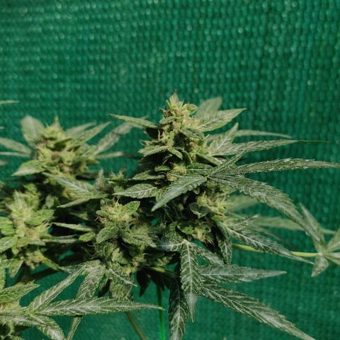 BCN Critical XXL growlog timeline photo