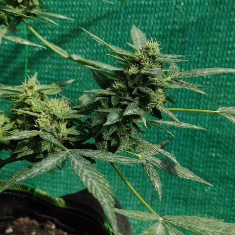 BCN Critical XXL growlog timeline photo