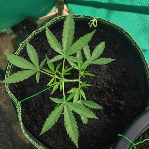 Blue Forest Berry growlog timeline photo