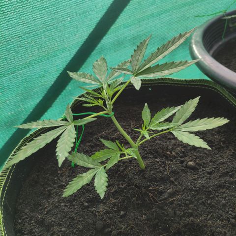Blue Forest Berry growlog timeline photo