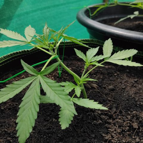 Blue Forest Berry growlog timeline photo