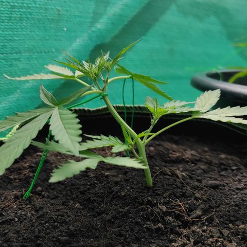 Blue Forest Berry growlog timeline photo
