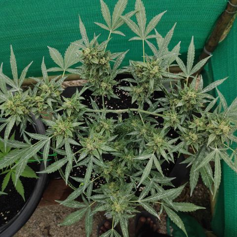 BCN Critical XXL growlog timeline photo