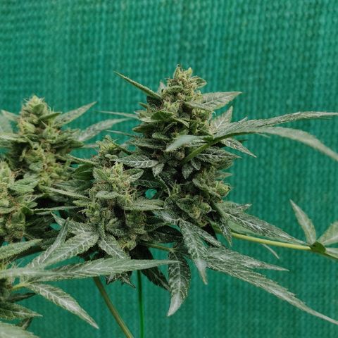 BCN Critical XXL growlog timeline photo