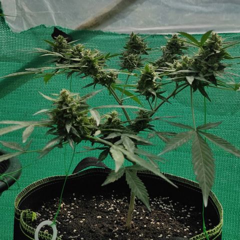 BCN Critical XXL growlog timeline photo