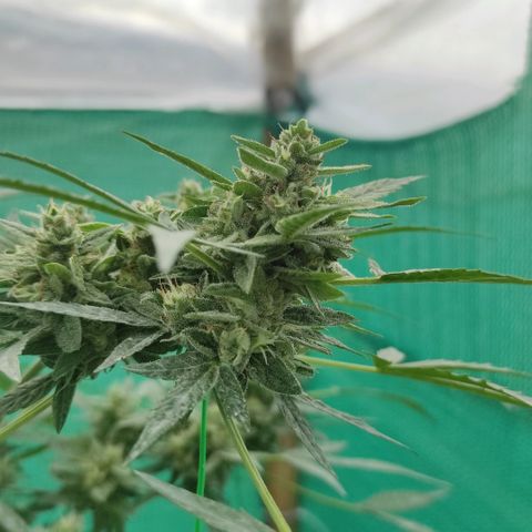 BCN Critical XXL growlog timeline photo