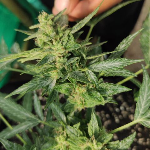 BCN Critical XXL growlog timeline photo