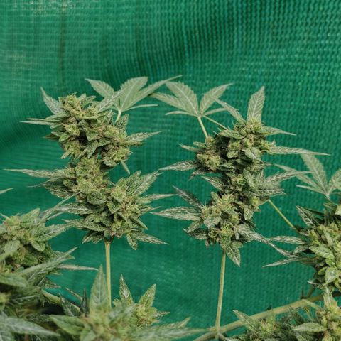 BCN Critical XXL growlog timeline photo