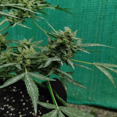 BCN Critical XXL growlog timeline photo