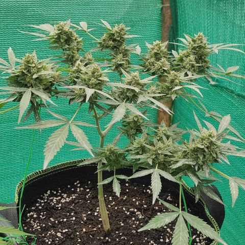 BCN Critical XXL growlog timeline photo