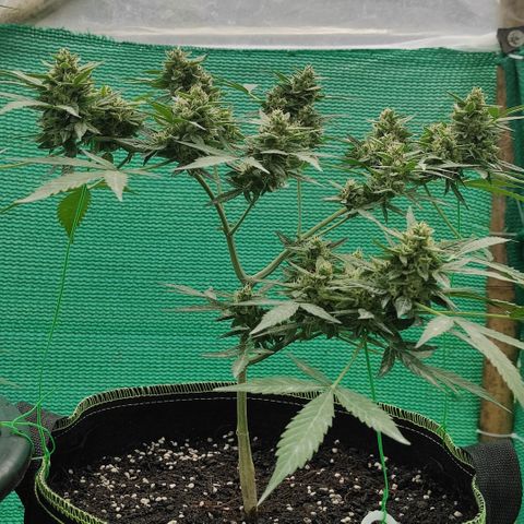 BCN Critical XXL growlog timeline photo