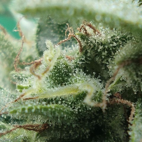 BCN Critical XXL growlog timeline photo