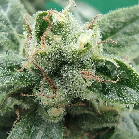 BCN Critical XXL growlog timeline photo