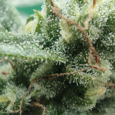 BCN Critical XXL growlog timeline photo