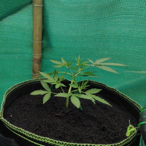 Blue Forest Berry growlog timeline photo