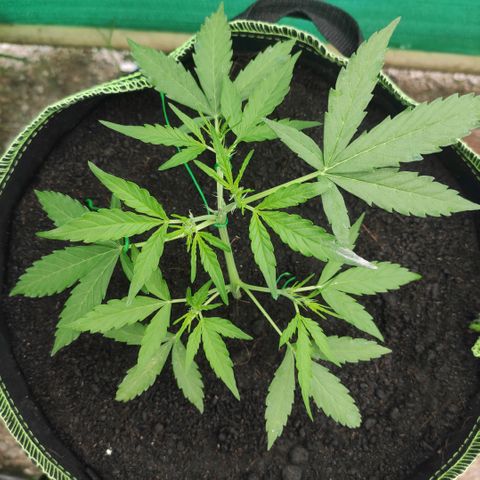 Blue Forest Berry growlog timeline photo