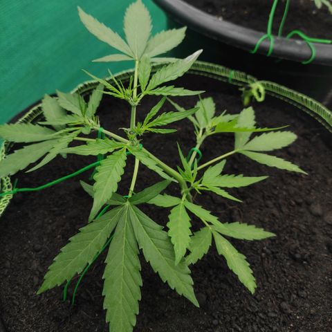 Blue Forest Berry growlog timeline photo
