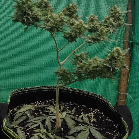 BCN Critical XXL growlog timeline photo